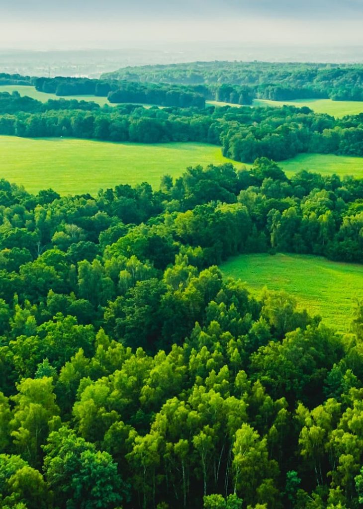 forrest-landscape-narrow