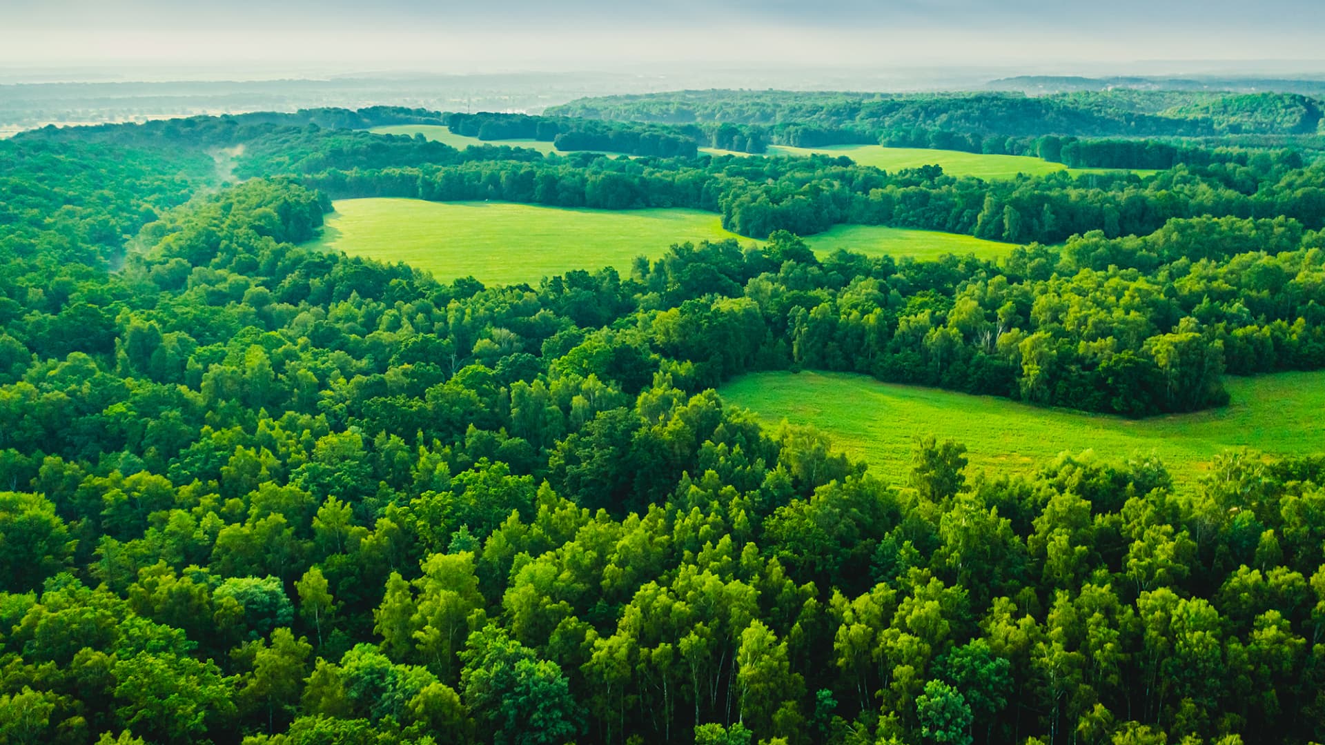 forrest-landscape