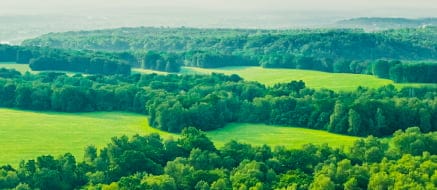 forrest-landscape-s